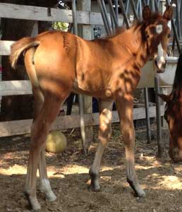 Bella 2012 Foal